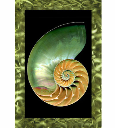 Chambered Nautilus Wall Picture 